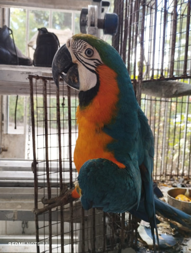 Trained, Pet Friendly Blue And Gold Macaw For Sale