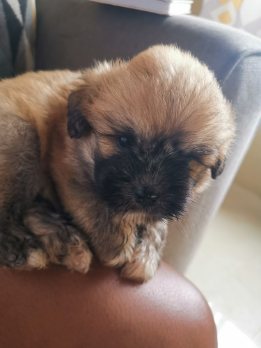 Shih Tzu Pomeranian Puppies For Sale 