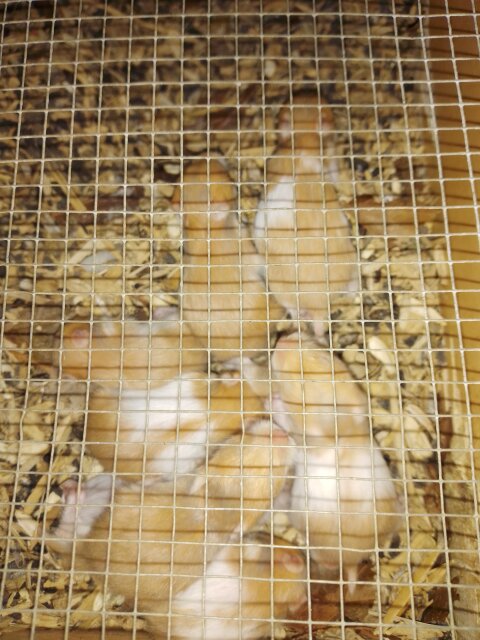 Syrian Hamsters 1400 Each