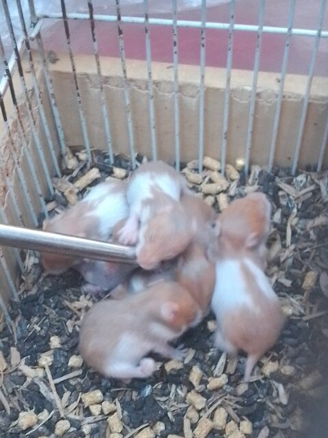 Syrian Hamsters 1500 Each