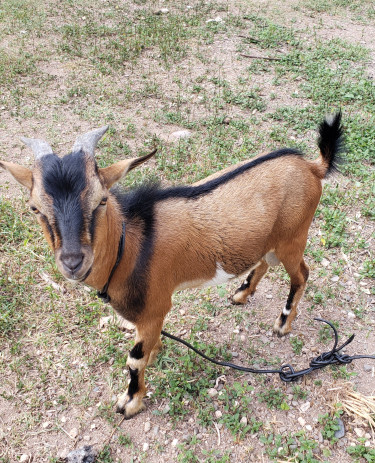Goat RAM Male