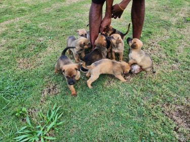GSD PUPS AVAILABLE 