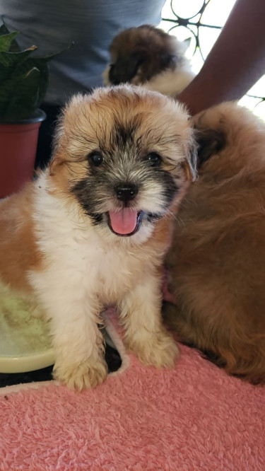 ADORABLE MALE & FEMALE PUPS