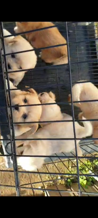 Pomeranian X Shih Tzu Puppies