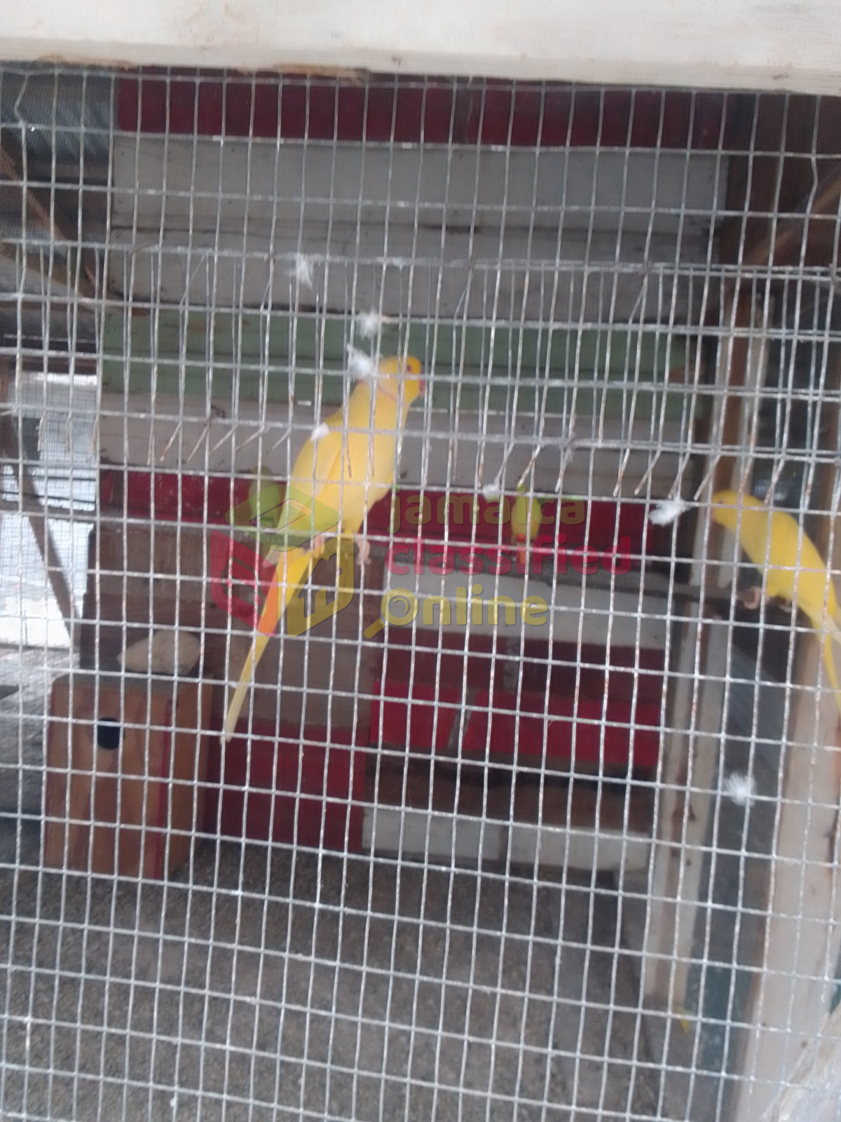 Indian Ring Neck Parrots Pair for sale in Maypen Clarendon - Birds