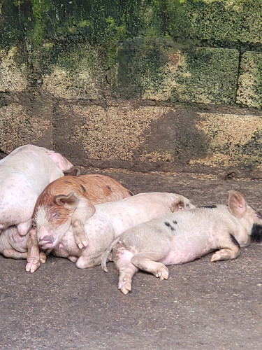 Piglets And Pigs For Sale 