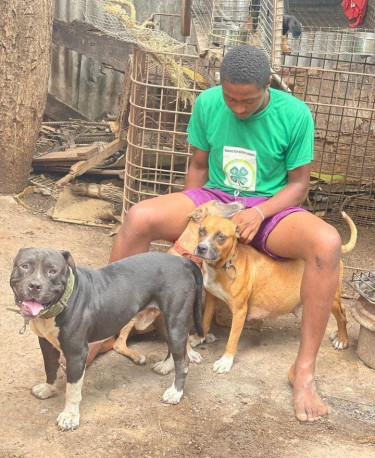 Pitbull Puppies