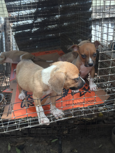 Pitbull Puppies