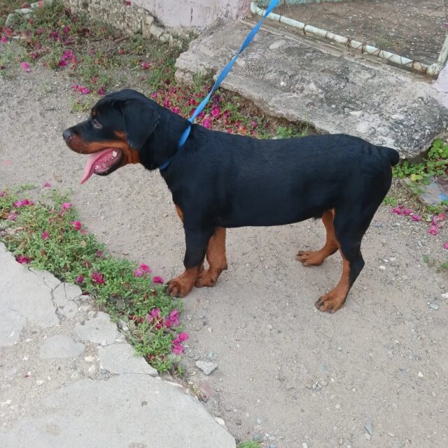 Registered Male Rottweiler Puppy