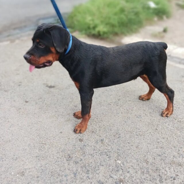 Registered Male Rottweiler Puppy