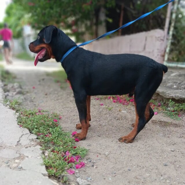 Registered Male Rottweiler Puppy