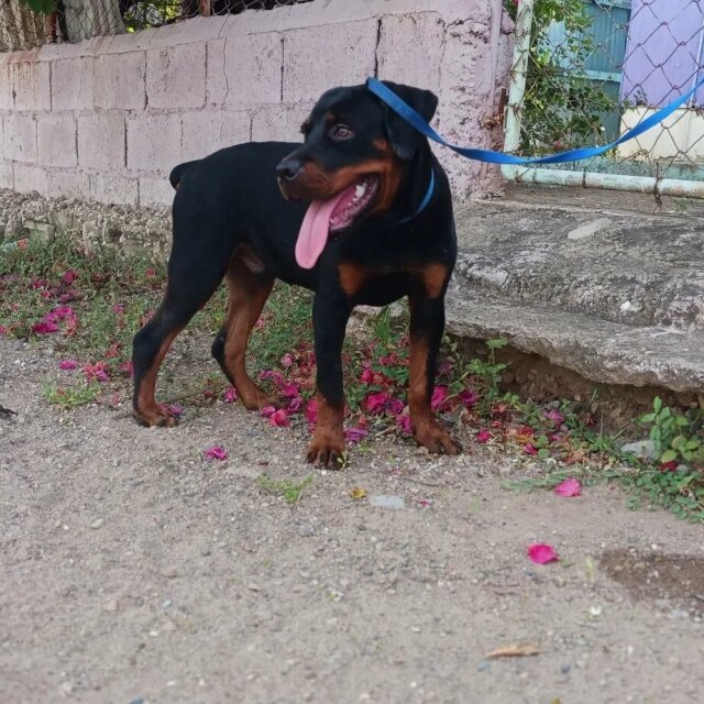 Registered Male Rottweiler Puppy