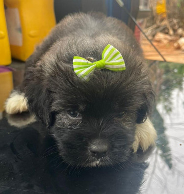 Female Shihpoo Pups