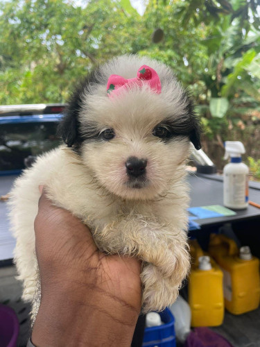 Female Shihpoo Pups