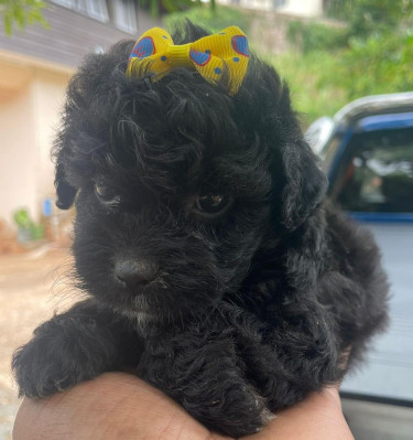 Female Shihpoo Pups