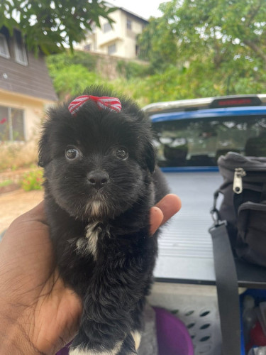 Female Shihpoo Pups