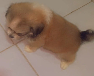 Male And Female Pomeranian Puppies 