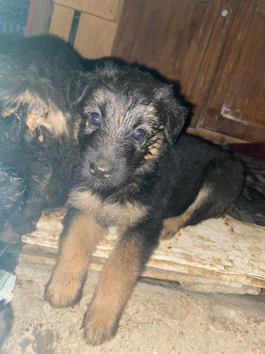 German Shepherd Puppies For Sale 