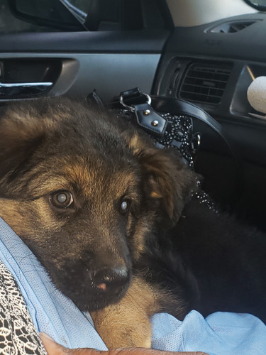 German Shepherd Puppies For Sale 