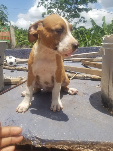 Purebred Pitbull Puppies