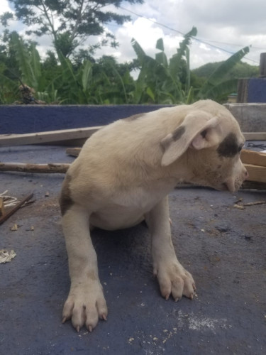 Purebred Pitbull Puppies