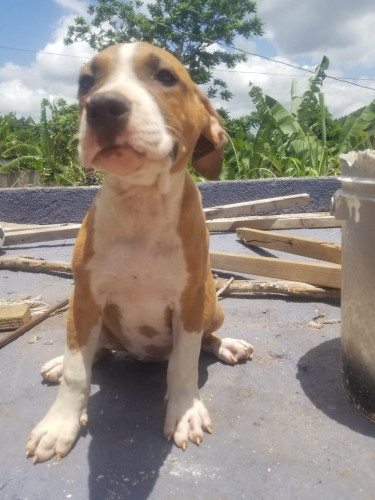 Purebred Pitbull Puppies