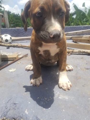 Purebred Pitbull Puppies