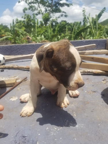 Purebred Pitbull Puppies