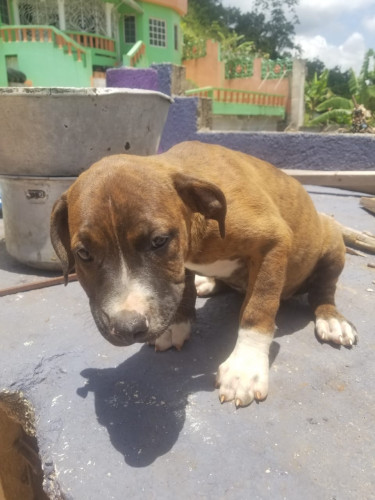 Purebred Pitbull Puppies