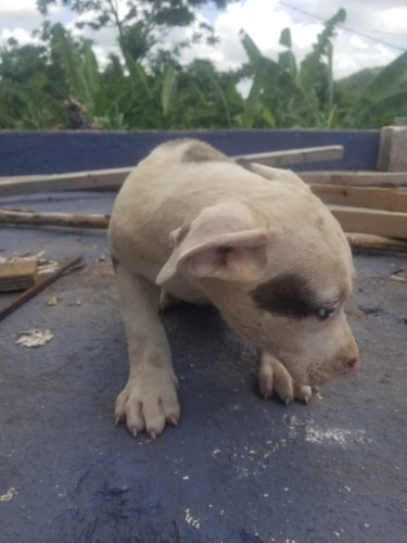 Purebred Pitbull Puppies