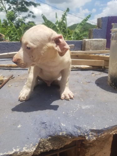 Purebred Pitbull Puppies