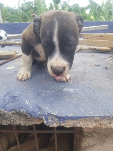 Purebred Pitbull Puppies