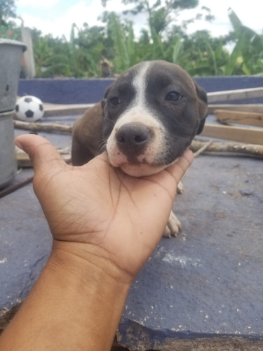 Purebred Pitbull Puppies