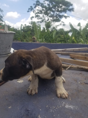 Purebred Pitbull Puppies