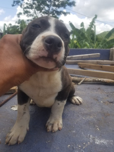 Purebred Pitbull Puppies