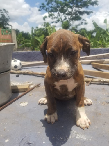 Purebred Pitbull Puppies