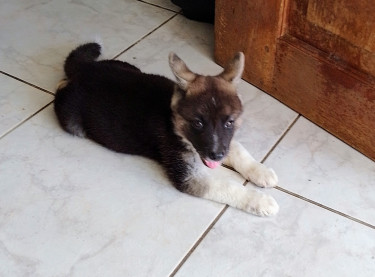 Akita Puppies 