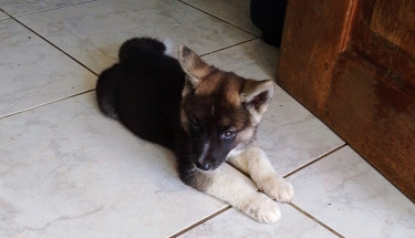 Akita Puppies 