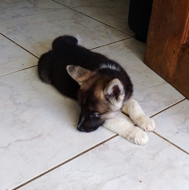 Akita Puppies 