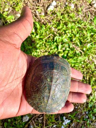 Baby Turtles For Sale In Jamaica 