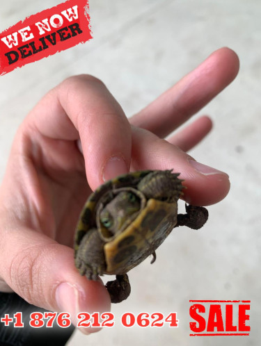 Baby Turtles For Sale In Jamaica 