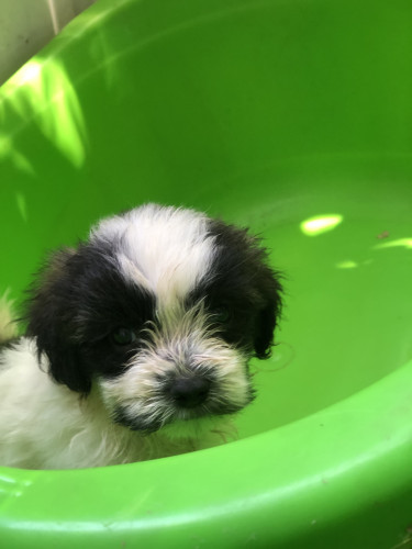 Adorable Shit Tzu Poodle For Sale