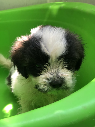 Adorable Shit Tzu Poodle For Sale