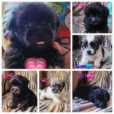 Shih-tzu Mixed Puppies Available 