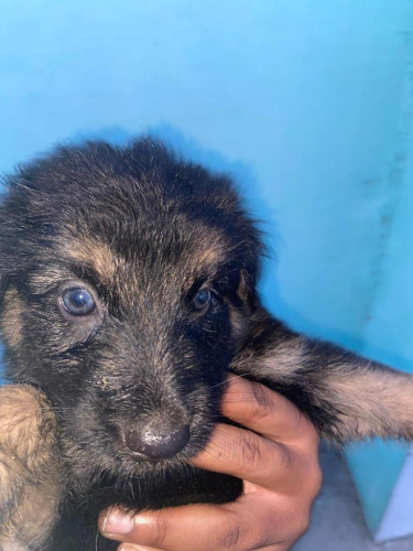 German Shepherd Puppies For Sale 