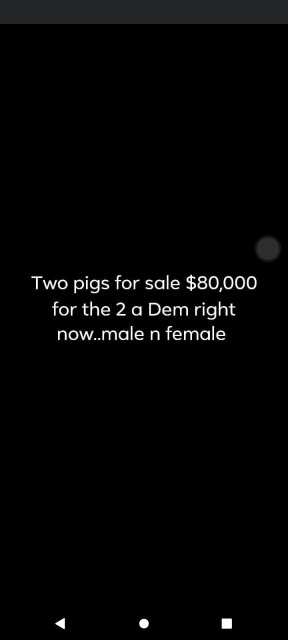 Two Pigs For Sale...