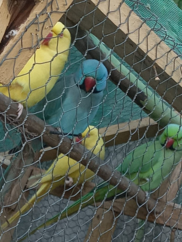 Indian Ring Neck Parrots Pair