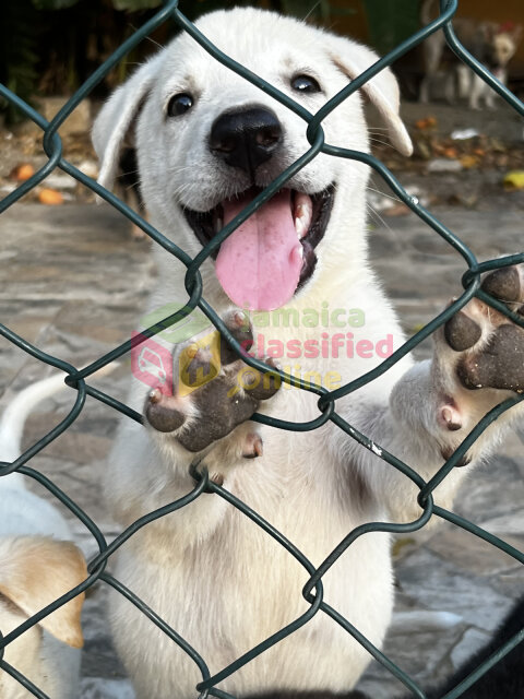 German Sheperd Akita Mix Puppies