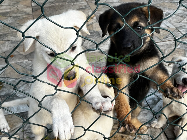 German Sheperd Akita Mix Puppies