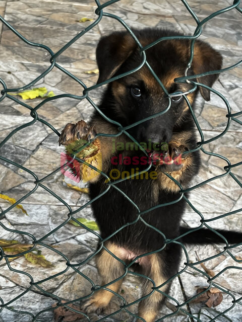 German Sheperd Akita Mix Puppies